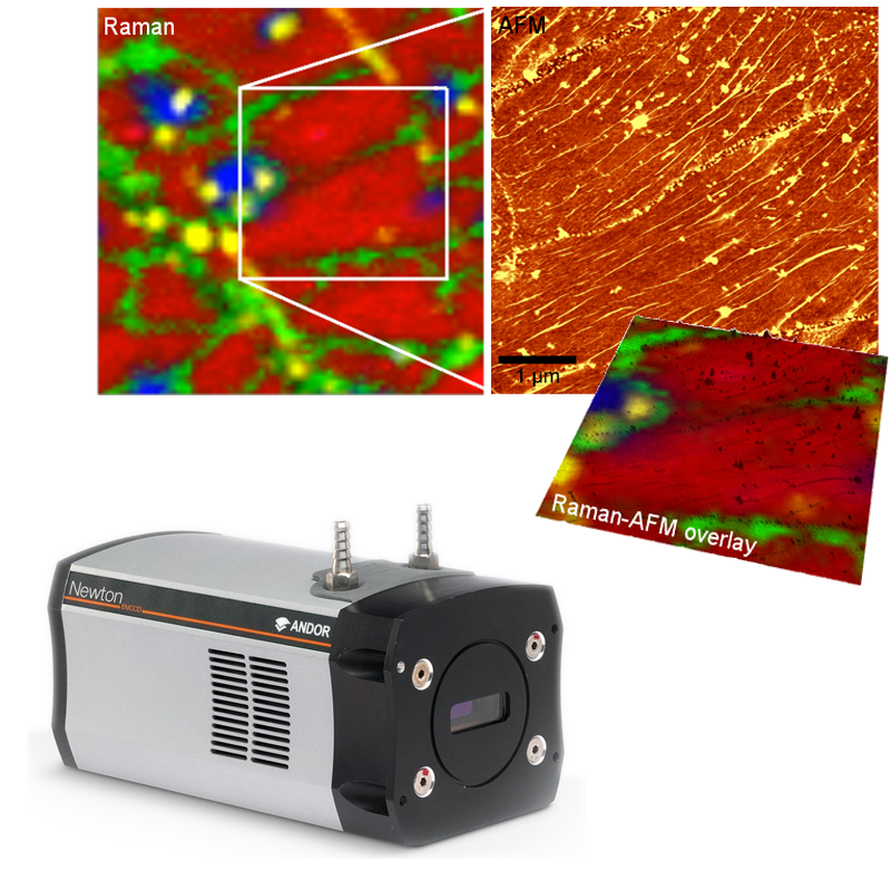 aman and AFM image of the same sample area on a wrinkled CVD graphene layer