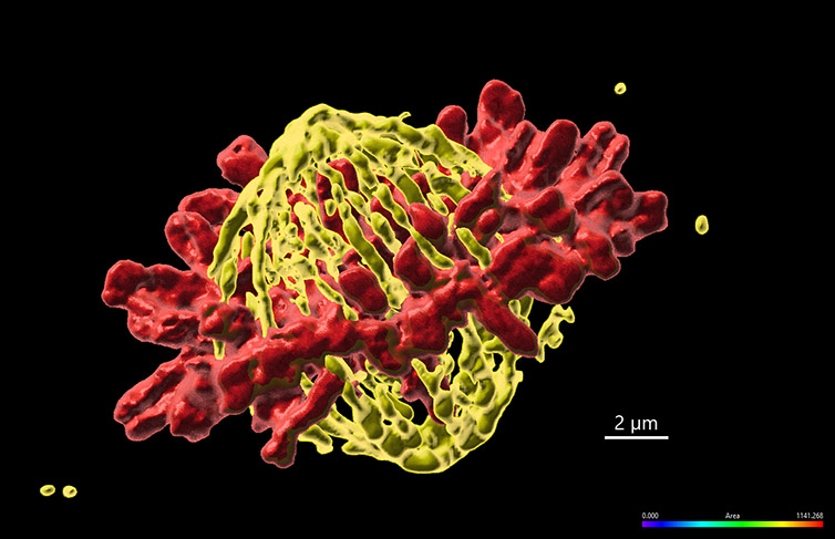 Using Confocal Microscopy To Understand Cell Division And Cancer Development Oxford Instruments