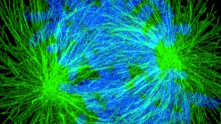 What is Expansion Microscopy- Oxford Instruments