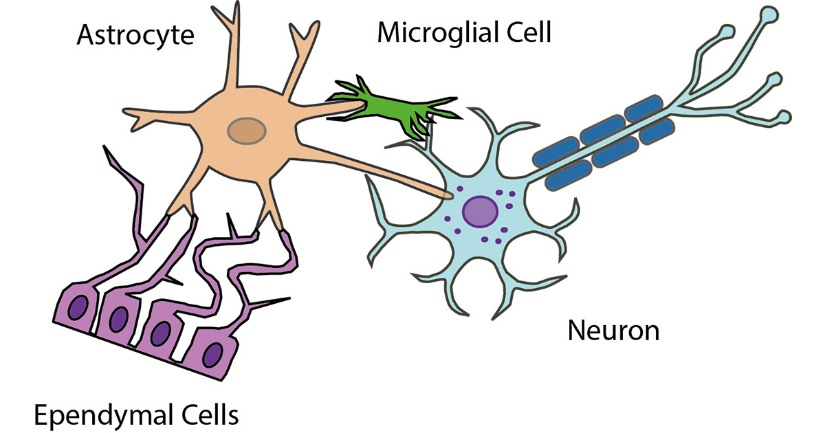 Cell Tissues and 3D Cell - Biological Research Model Series- Oxford ...