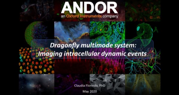 Novel Roles Of Actin Cytoskeleton On Mitochondrial Dynamics And Homeostasis