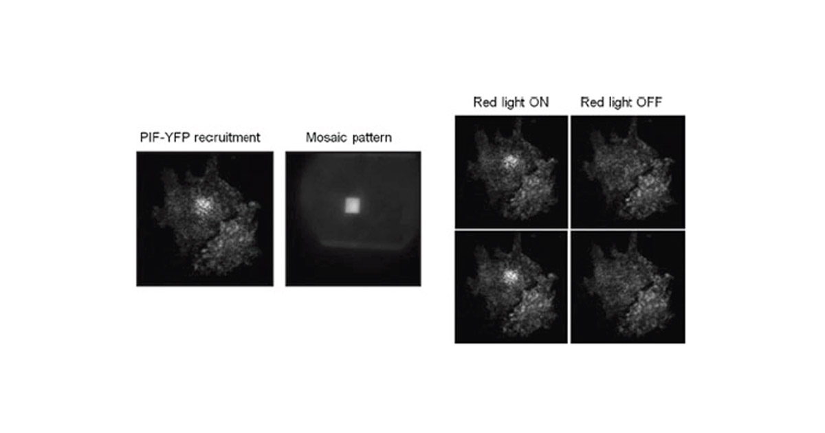 Spatiotemporal Control of Cell Signaling- Oxford Instruments